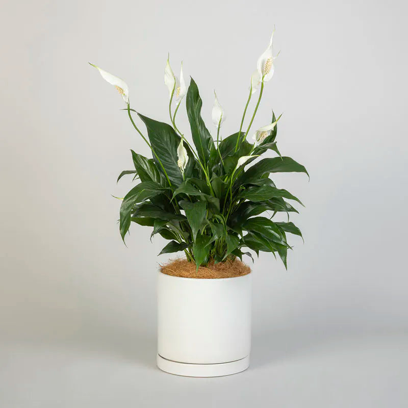 Sympathy Peace Lily